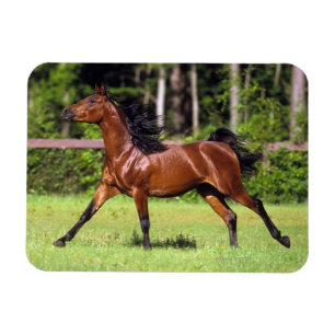 Arabisches Pferd, das 2 laufen lässt Magnet