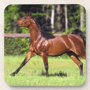 Arabisches Pferd, das 2 laufen lässt Untersetzer