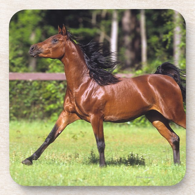 Arabisches Pferd, das 2 laufen lässt Untersetzer (Vorderseite)