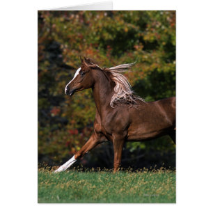 Arabisches Pferd, das in grasartiges Feld läuft