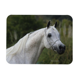 Arabisches Pferd - Headshot 1 Magnet