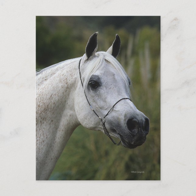 Arabisches Pferd - Headshot 1 Postkarte (Vorderseite)