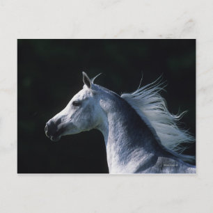Arabisches Pferd - Headshot 2 Postkarte