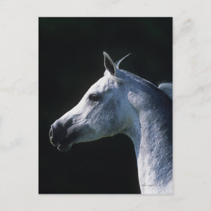 Arabisches Pferd - Headshot 2 Postkarte