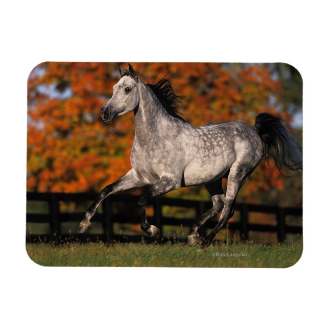 Arabisches Pferd: Herbst 1 Magnet (Horizontal)