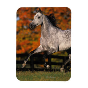 Arabisches Pferd: Herbst 1 Magnet