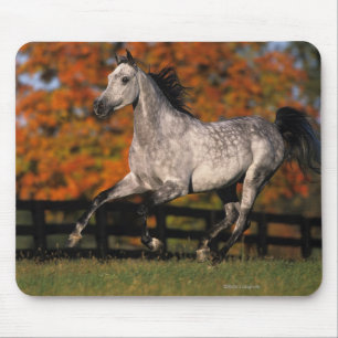Arabisches Pferd: Herbst 1 Mousepad