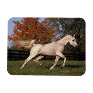 Arabisches Pferd: Herbst 2 Magnet