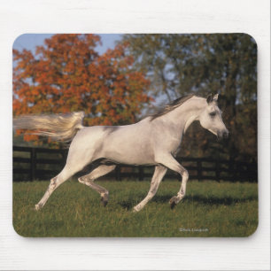 Arabisches Pferd: Herbst 2 Mousepad