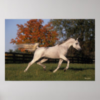 Arabisches Pferd: Herbst 2