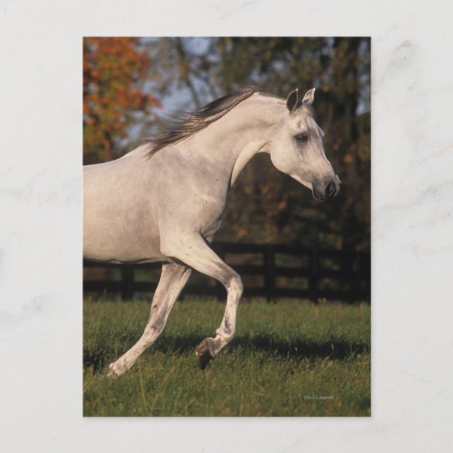 Arabisches Pferd: Herbst 2 Postkarte (Vorderseite)