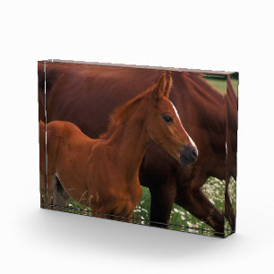 Arabisches Pferd in der Nähe der Mutter Fotoblock