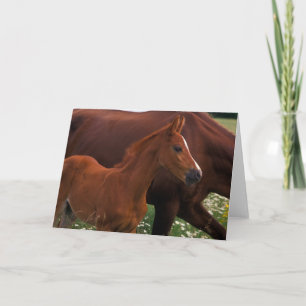 Arabisches Pferd in der Nähe der Mutter Karte