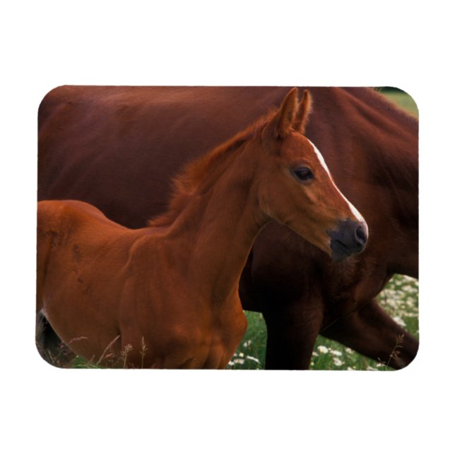 Arabisches Pferd in der Nähe der Mutter Magnet (Horizontal)