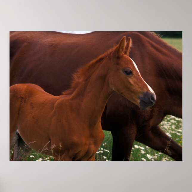 Arabisches Pferd in der Nähe der Mutter Poster (Vorne)