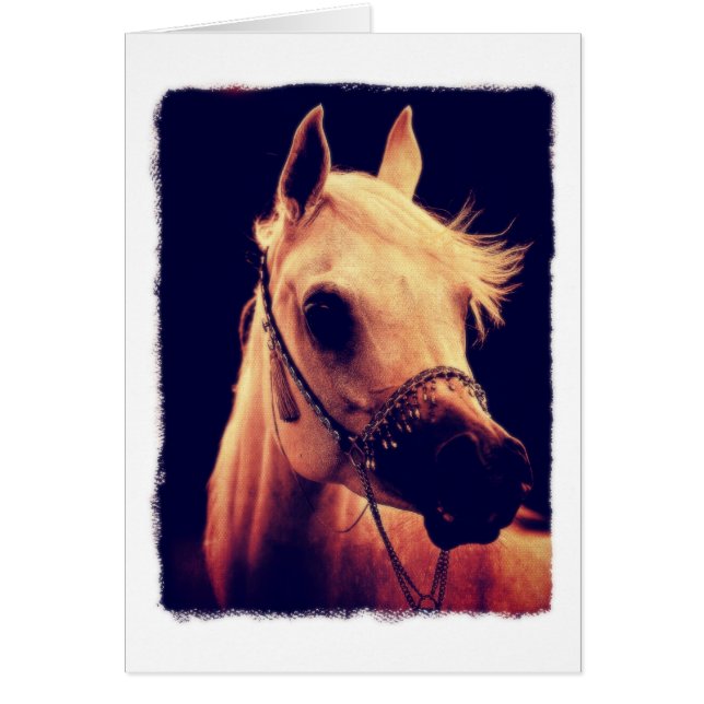 Arabisches Pferd in einem Halter anzeigen (Vorne)