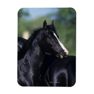 Arabisches Pferd Magnet
