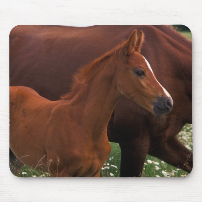 Arabisches Pferd neben der Mutter Mousepad (Vorne)