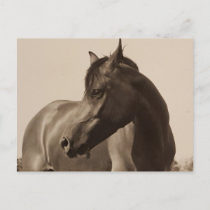 Arabisches Pferd Postkarte