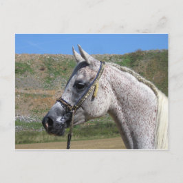 Arabisches Pferd Postkarte