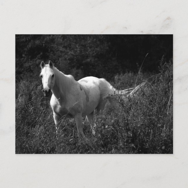 Arabisches Pferd Postkarte (Vorderseite)