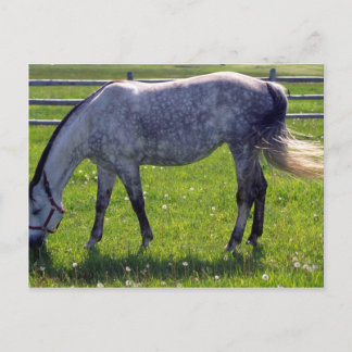 Arabisches Pferd Postkarte
