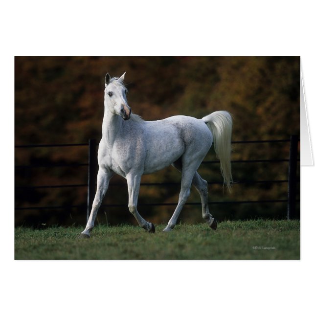 Arabisches Pferd Rennen 1 (Vorderseite (Horizontal))