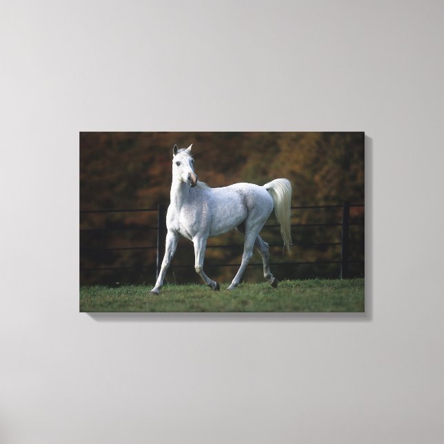 Arabisches Pferd Rennen 1 Leinwanddruck (Vorderseite)