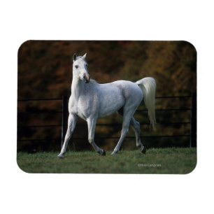 Arabisches Pferd Rennen 1 Magnet