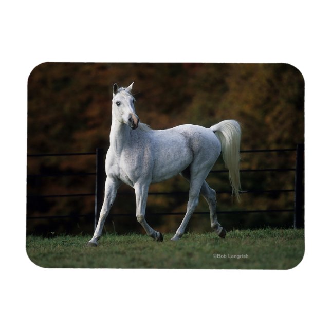 Arabisches Pferd Rennen 1 Magnet (Horizontal)