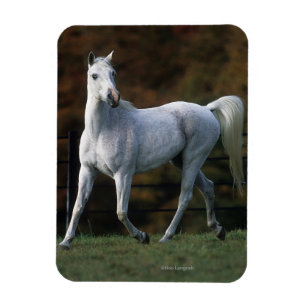 Arabisches Pferd Rennen 1 Magnet