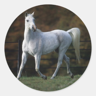 Arabisches Pferd Rennen 1 Runder Aufkleber