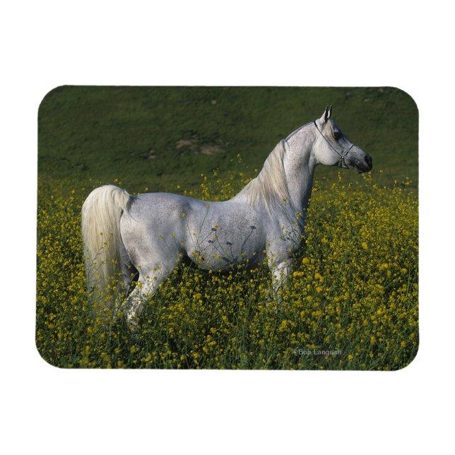 Arabisches Pferd Stehend in Blume Magnet (Horizontal)