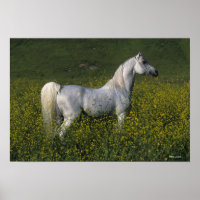 Arabisches Pferd Stehend in Blume