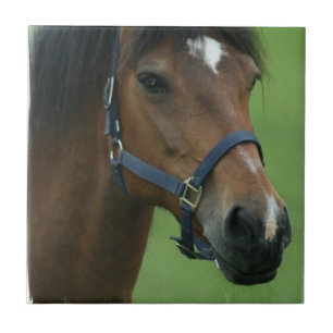 Arabisches Pferd stellt Fliese dar