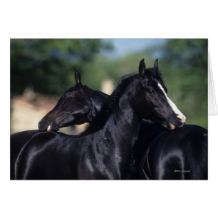 Arabisches Pferdeverkratzen