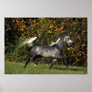 Arabs Running: Autumn Poster