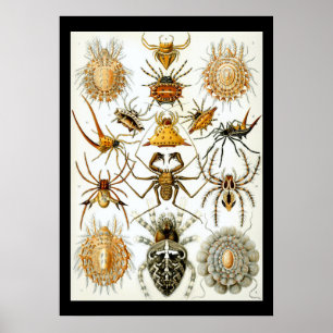 Arachnids von Ernest Haeckel poster