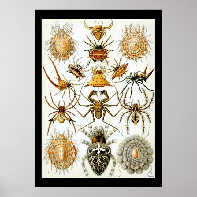 Arachnids von Ernest Haeckel poster (Vorne)