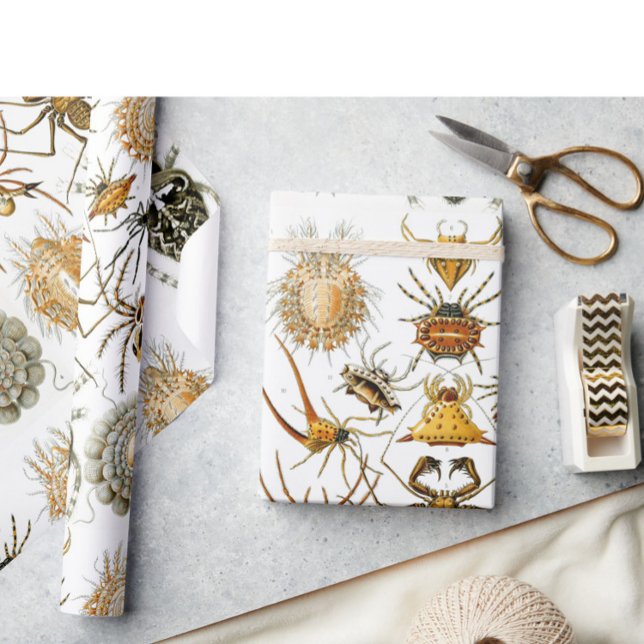 Arachnids von Haeckel Vintage Spinnentechnik Geschenkpapier (Von Creator hochgeladen)