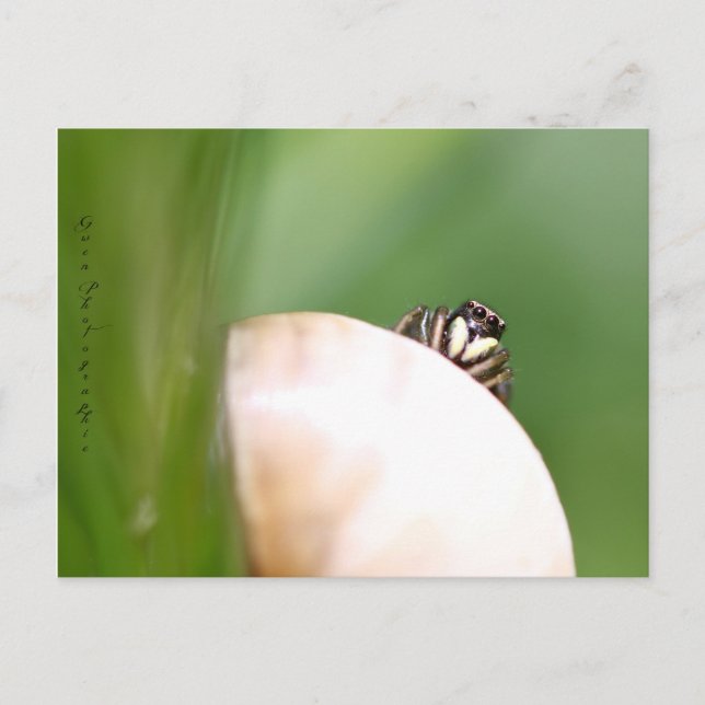 Araignée saltique "la sauteuse" postkarte (Vorderseite)