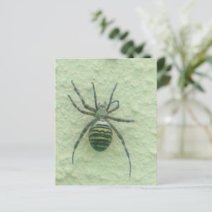 Araignee Spinne