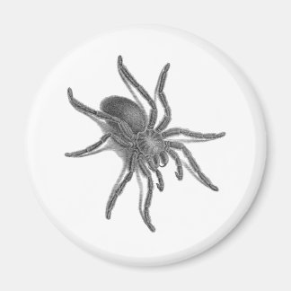Aranea Avicularia, Schwarzer Kubanischer Spider Magnet