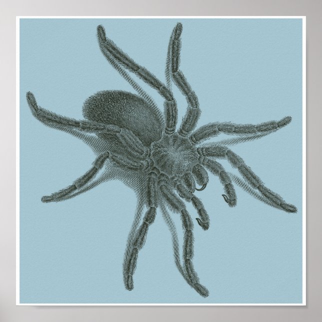 Aranea Avicularia, Schwarzer Kubanischer Spider Poster (Vorne)