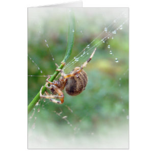 Araneus - Kugel-Weber-Spinne