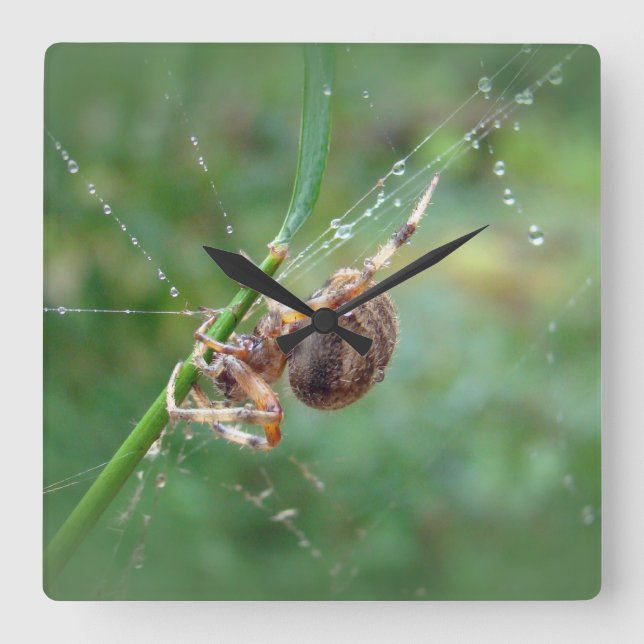 Araneus - Kugel-Weber-Spinne Quadratische Wanduhr (Vorderseite)