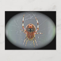 Araneus Orb Weaver Spider Postkarte