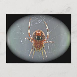 Araneus Orb Weaver Spider Postkarte
