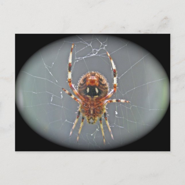 Araneus Orb Weaver Spider Postkarte (Vorderseite)