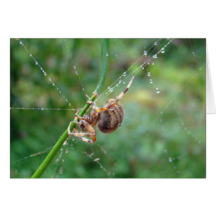 Araneus - Weaver Spider